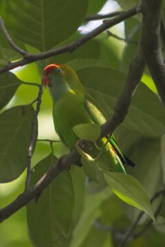 The Sri Lanka hanging parrot (Loriculus beryllinus), also known as the Ceylon hanging parrot, is a small, colorful parrot species endemic to Sri Lanka. 