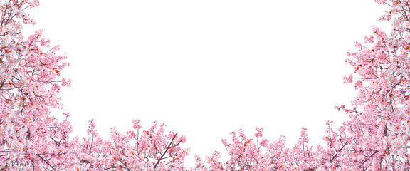 Pink cherry blossom in spring season isolated on white background.