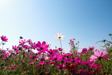 Obraz na płótnie Canvas White pink cosmos bipinnatus flower field blooming on bright blue sky wild background