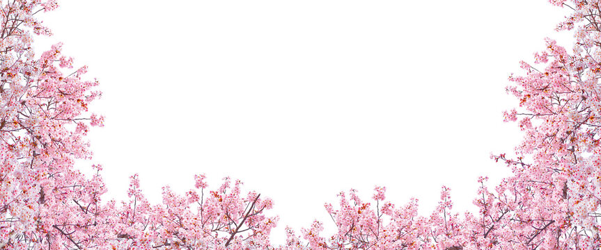 Pink cherry blossom in spring season isolated on white background.