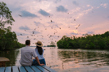 Sea Eagles at sunset in the mangrove of Chantaburi in Thailand