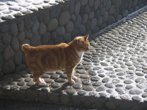 Red haired Kurilian Bobtail breed cat with funny short tail on the street