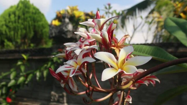 Blooming frangipani flowers growing in the temple grounds.
