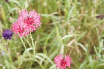 Obraz premium ヤグルマギク