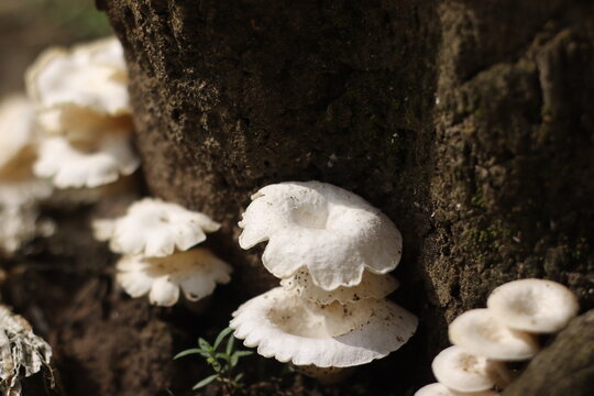 Splitgill Mushroom or Jamur Pohon Mangga