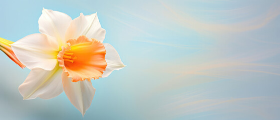 Collection of Colorful Daffodil Flowers blooming in soft pastel bright colors on a vast natural spring floral background