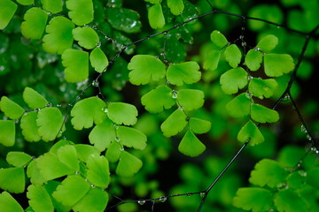 Suplir is a popular fern for decorating a room or garden that belongs to the Adiantum genus, which belongs to the Vittarioideae sub-tribe, Pteridaceae tribe. Maidenhair fern. Wet ornamental plant.   © Ika