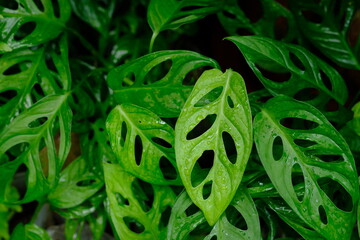 Tanaman hias Janda Bolong is Monstera adansonii. an ornamental plant of the Monstera type that has...