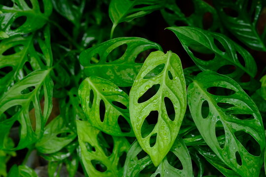 Tanaman hias Janda Bolong is Monstera adansonii. an ornamental plant of the Monstera type that has the characteristic of hollow leaves. The green leaves of the wet monstera are exposed to rainwater. 