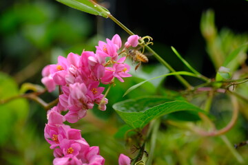Antigonon leptopus is a species of perennial vine in the buckwheat family commonly known as coral vine or queen's wreath. Mexican creeper. Pink flower. Selective focus. blurred background.  honey bee.