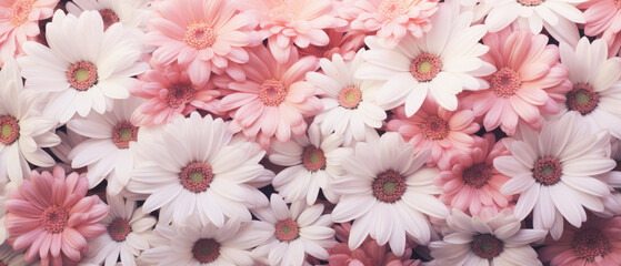 Collection of Colorful Daisy flowers blooming in soft pastel bright colors on a vast natural spring floral wide background