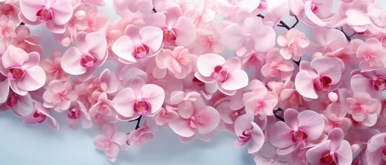 Foto op Aluminium Collection of pink Orchids flowers blooming in soft pastel bright colors on a vast natural spring floral wide background created with Generative AI Technology © AstraNova