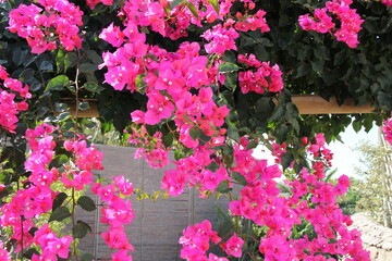 pink flowers in a garden