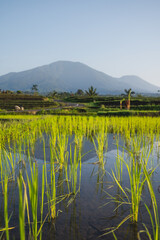 Close up photo of rice plant