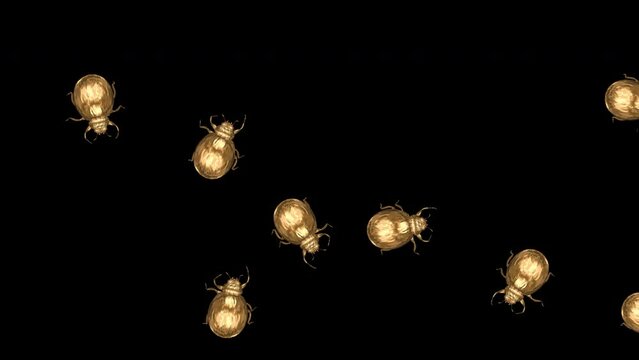 Swarm of Golden Ladybird Beetle Bugs - Randomly Crawling Loop - Top View MS - Alpha Channel - Realistic 3D animation isolated on transparent background with alpha channel