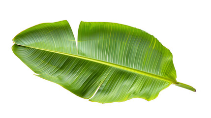 Obraz premium Banana leaves, leaves transparent pictures