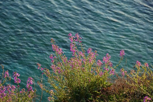 Sea stock, or Matthiola sinuata flowers in the spring, in Attica, Greece