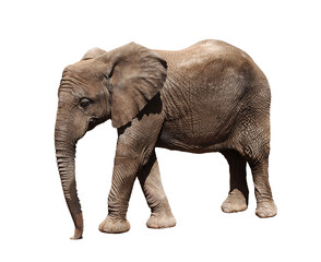 A picture of a big african elephnt walking over white background