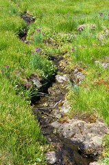 Top down view of stream meandering through a green meadow dotted with tiny purple wildflower blossoms. 