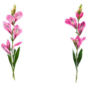 Arrangement of alstroemeria blooms, isolated on transparent background Transparent Background Images 