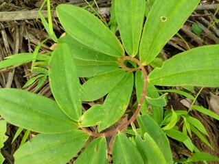 a plant with a unique circular shape
