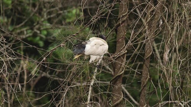Ibis Perched Amidst Branches