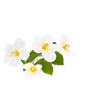 Cluster of impatiens blooms, isolated on transparent background Transparent Background Images 