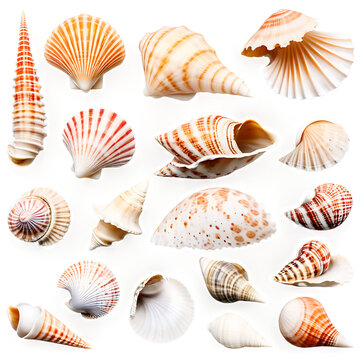 Collection of assorted seashells, isolated on transparent background Transparent Background Images 