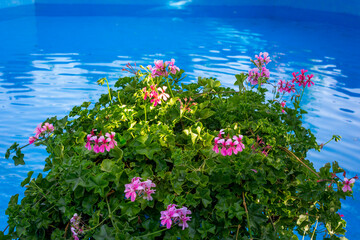 Pink geranium flowers in a flowerpot on the edge of a swimming pool. Concept of freshness and  joyful swimming time.