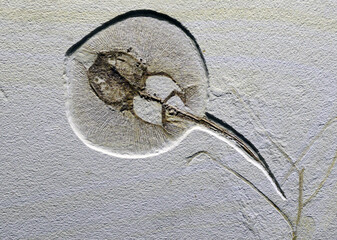 fossil of a sea creature.