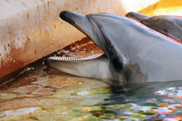 dolphin in the water