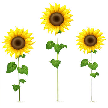 Group of cheerful sunflowers in a field, isolated on transparent background Transparent Background Images 