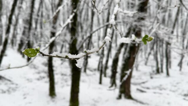 heavy snow in forest tiny green spring season leaf grow but freeze in late winter snowfall on a tree branch scenic landscape of nature Hyrcanian forest snowflakes cover forest in Iran rasht highlands