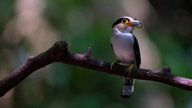A female bird with a spider in its mouth ready to deliver the food to its nestling as it looks to the right, Silver-breasted Broadbill Serilophus lunatus, Thailand