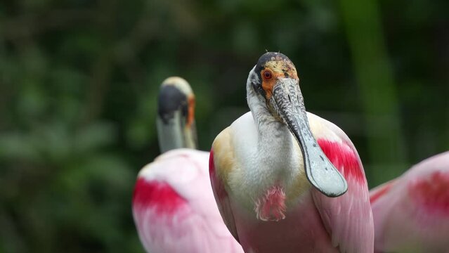 Exotic roseate spoonbill, platalea ajaja with striking pink plumage, perched stationary, staring at the camera, close up shot of a large wading bird species.