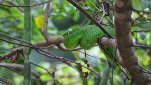 Camera slides and zooms out revealing this snake resting on a branch after some meal, Vogel’s Pit Viper Trimeresurus vogeli, Thailand