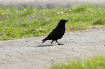 amsel, star, drossel, vogel, frech, natur, wild, raubvogel, raben, weihe, revier, artenschutz, naturschutz, raven, nature, bird, wildlife, native, black, beautiful, cheeky, blackbird, starling, thrush