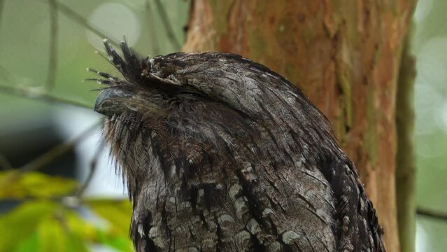 Tawny frogmouth, podargidae, perched on branch, resting and sleeping during the day, camouflaged among the tree bark and woodland forest environment to avoid detection, extreme close up portrait shot.