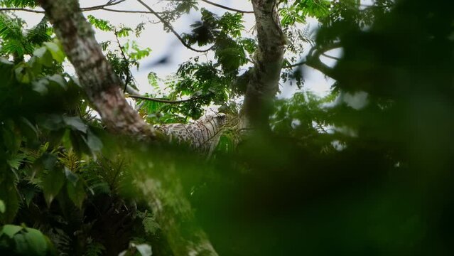 Camera zooms out sliding to the left with the eagle facing right as it looks around, Philippine Eagle Pithecophaga jefferyi, Philippines