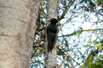 The black woodpecker (Dryocopus martius) adult bird cleaning out nesting hole in aspen tree, natural habitat forest, green background, Springtime.