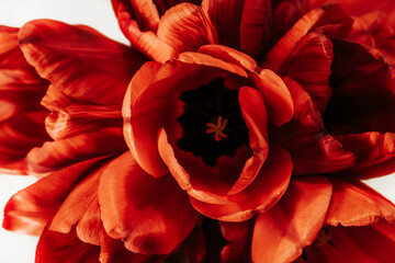 Naklejka premium Bouquet of red tulips, close-up. Spring flowers.