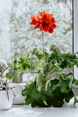Geranium or pelargonium flowers. A natural antiseptic plant that cleans the air. Growing plants at home.