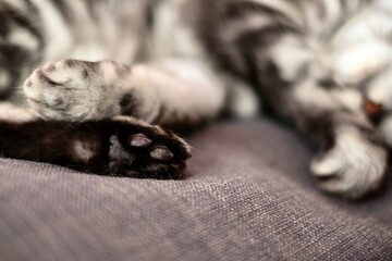 the paws of sleeping cat, shallow depth of field shot