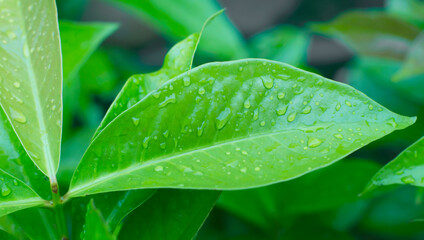 Dew on succulent green leaves in the garden of nature. panoramic banner.	