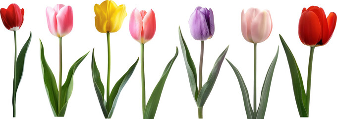 tulips isolated on white background © INHYE GAL