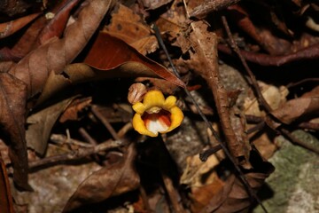 Gastrodia pushparaga is a terrestrial orchid species found in mountainous regions of Asia, particularly in the Himalayas. 