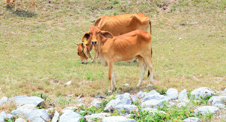 Cows are grazing on grass along the roadside.