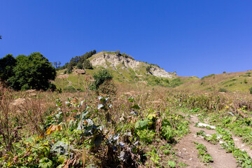 Walking on the subalpine at the beginning of the autumn season, ,panorama of mountains, vegetation and flowers