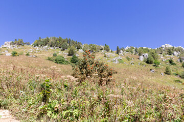 Fototapeta na wymiar Walking on the subalpine at the beginning of the autumn season, ,panorama of mountains, vegetation and flowers
