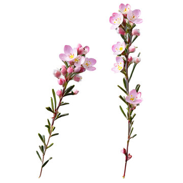 Set of waxflower blossoms, isolated on transparent background Transparent Background Images